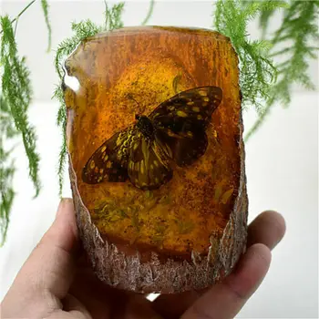 Amber Kuningas Fossiilsete Taimed Putukad Omadused Liblikas Dekoratiivsed Tükki